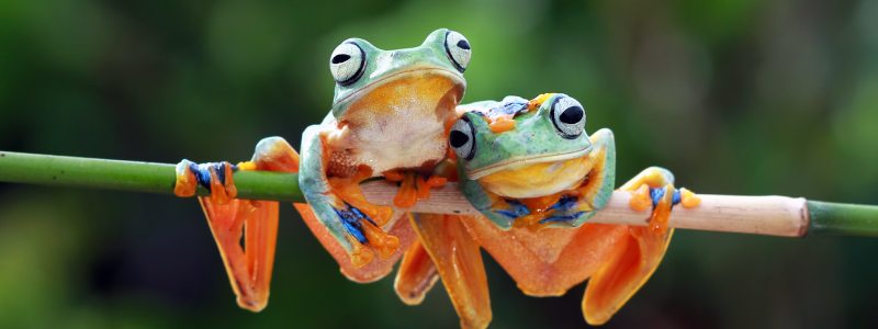 Quiz de révision brevet SVT – Le vivant et son évolution - L'Etudiant