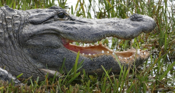 Crocodiles in the Classroom