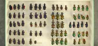 Collection de coléoptères de Louis Falcoz © Eric Le Roux - Service Communication UCBL