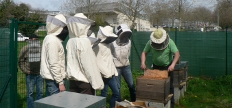L'Ecole des mines de Nantes produit son miel depuis 2011