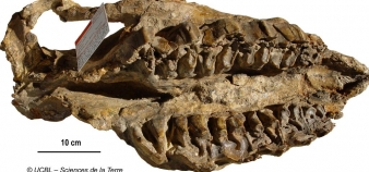 Un fossile de l'immense collection de l'université Lyon 1 // ©A. Prieur UCBL