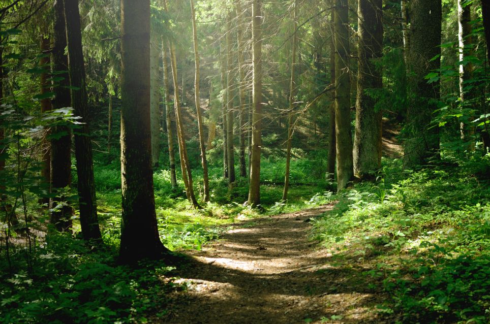Un écogarde protège et surveille les espaces naturels.
