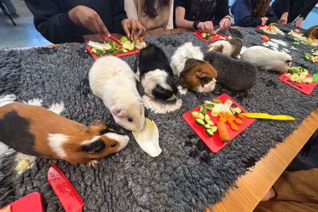 "Voir des animaux m'a permis de me concentrer" : ces révisions insolites offertes aux étudiants de l'université de Bordeaux