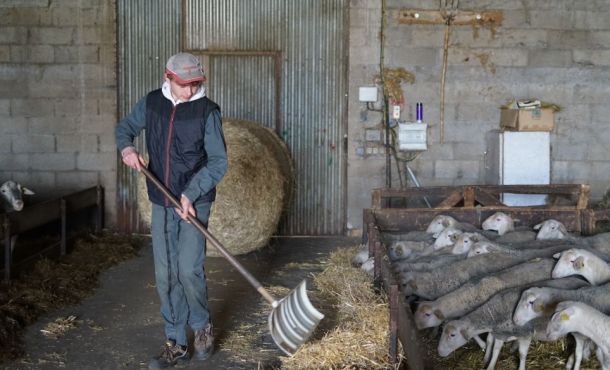 La ferme du père d'Antoine voit naître plus de 800 agneaux par an.