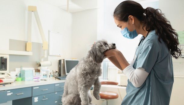 Jeune vétérinaire  examinant un chien à l’hôpital
