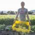 L'agriculture, un gros pourvoyeur de jobs d'été.