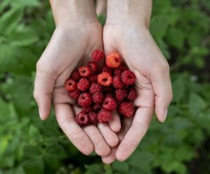 Que faire avec des framboises ? 4 recettes faciles et pas chères