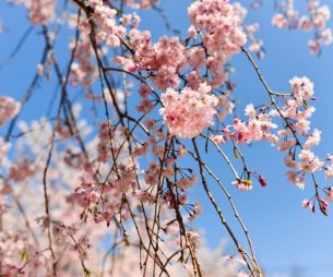 10 petits plaisirs à savourer au printemps