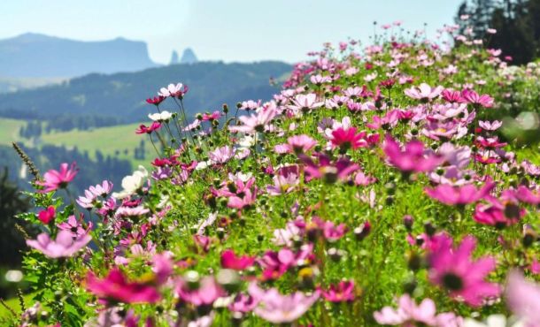 Test - Quelle fleur te représente le plus ?