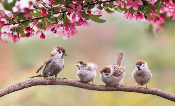 Quiz - Sauras-tu deviner quel oiseau se cache derrière cette image ?