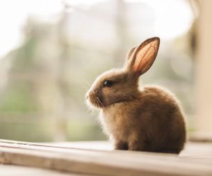 Voici 5 bonnes raisons d'adopter un lapin