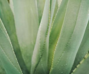 Système immunitaire, détox, peau... Les 5 bienfaits de l'aloe vera sur le corps !