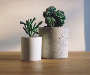 3 plantes increvables pour décorer ton appartement à petits prix