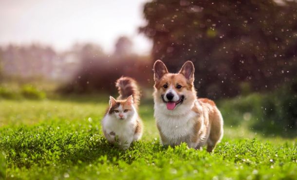 Es-tu plus chat ou chien ?