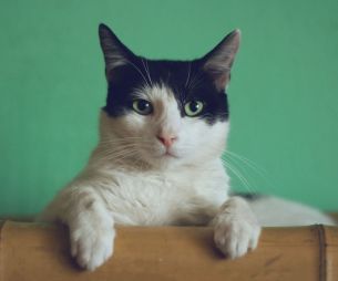 Pourquoi des chats disparaissent mystérieusement dans l'Hérault ?