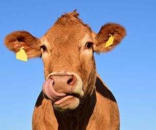 Salon de l’Agriculture : pourquoi faut-il y aller au moins une fois dans sa vie ?